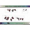 Mini Cooper kit Full Camo covering decoratif complet Fun Stickers